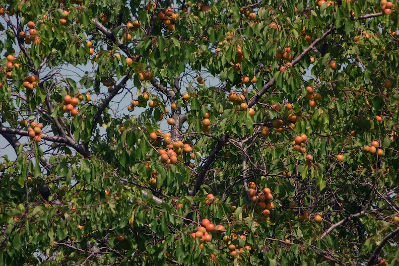 Leaf covered branched heavy with apricots.