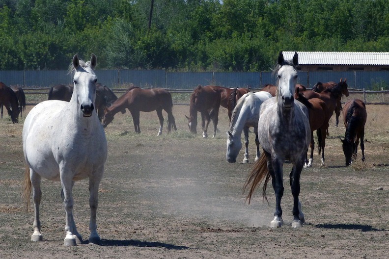 Two white horses in motion, staring at camera, brown horses behind, milling about.