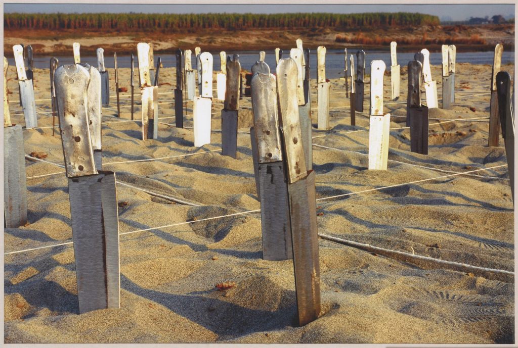 On a sunny day, dozens of butcher’s knives stand upright on the bank of a river, their blades plunged into the sand. Lengths of white string crisscross the shore, dividing it into equal squares. At the top of the image is a river and its far bank, lined with trees.