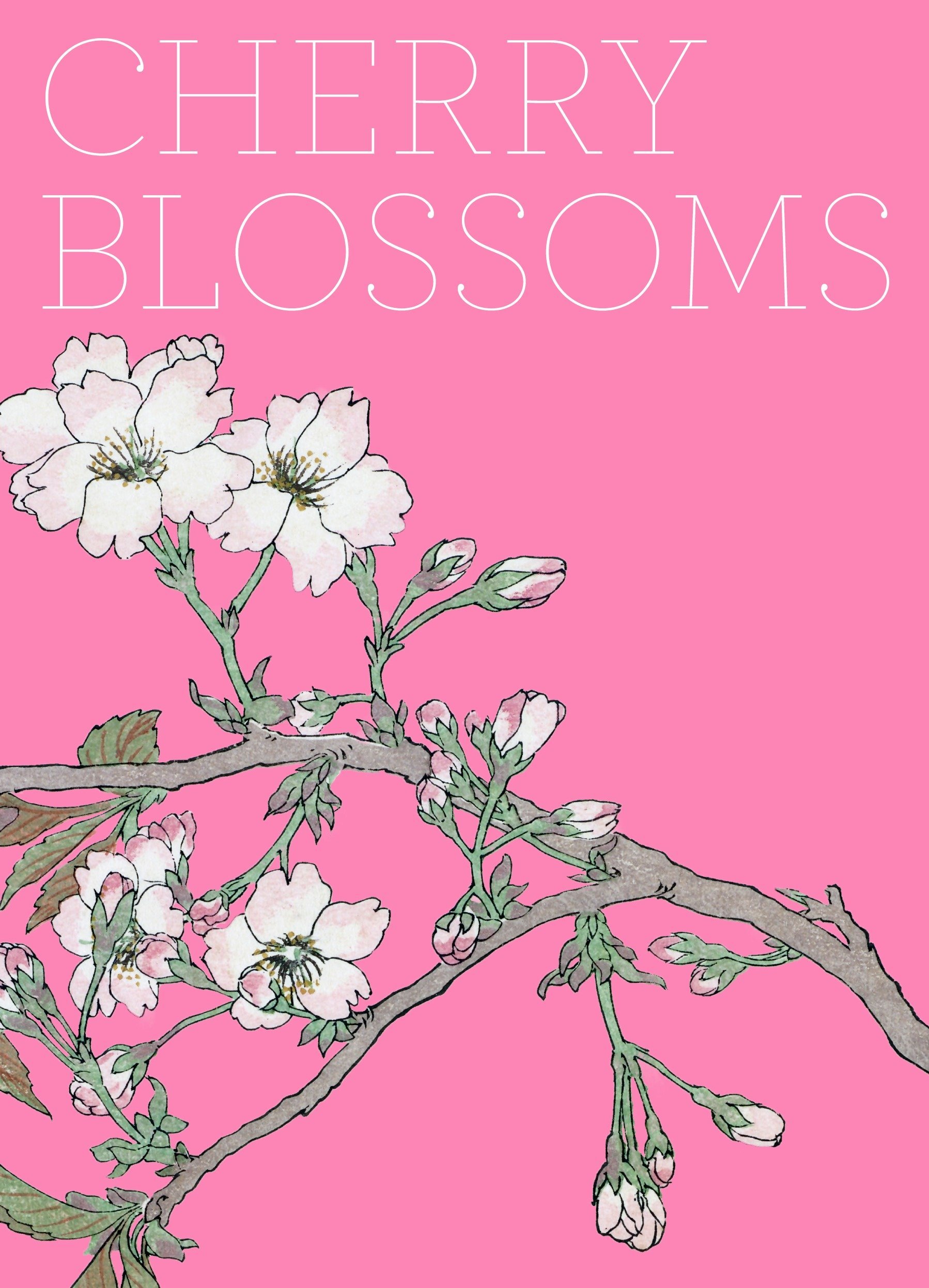 Cherry Blossoms book cover. A Japanese painting of a branch of cherry blossoms arcs across the cover on a bright pink background. The flowers are white with edges tinged in pink.