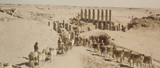 Image of Wendell Phillips’ team begins excavation at a peristyle hall in Marib, present - day Yemen. Courtesy American Foundation for the Study of Man.