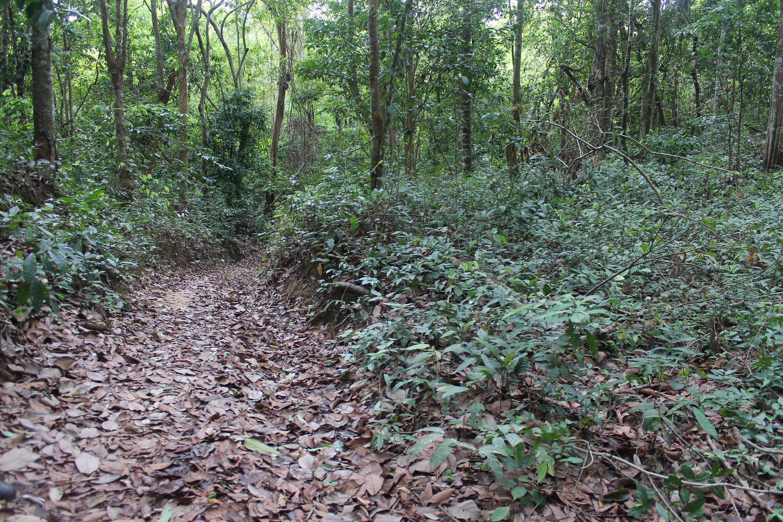 Leaf covered pathway leading through densely forested area