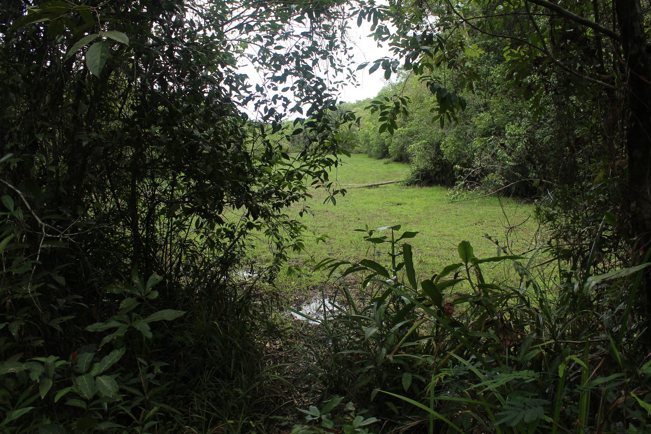 View over a grassy wetland