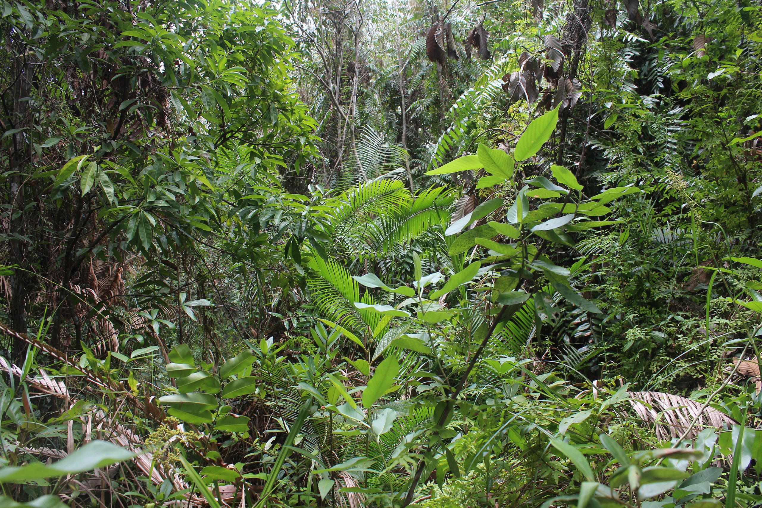 Lush jungle thicket