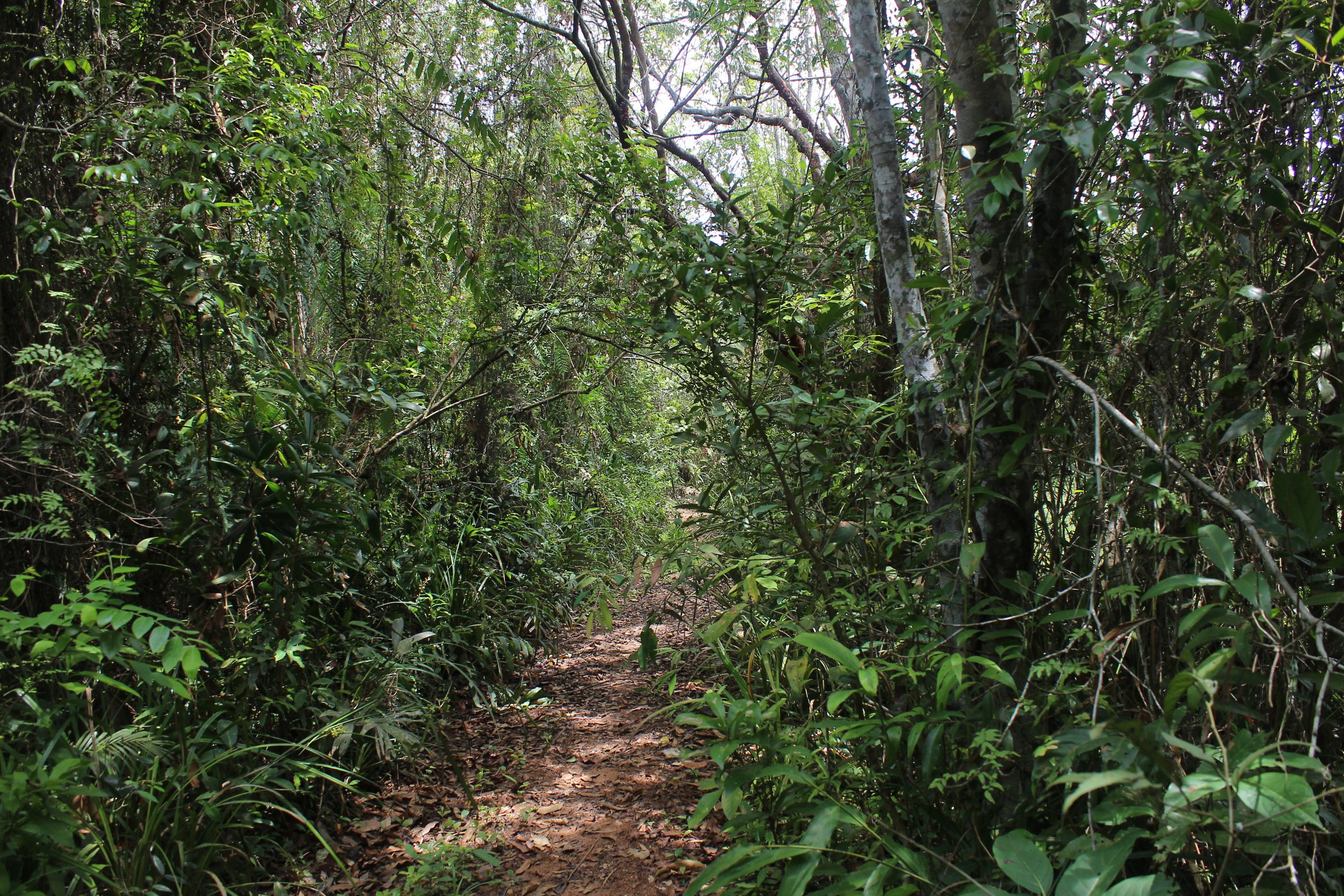 Leafy pathway through dense jungle