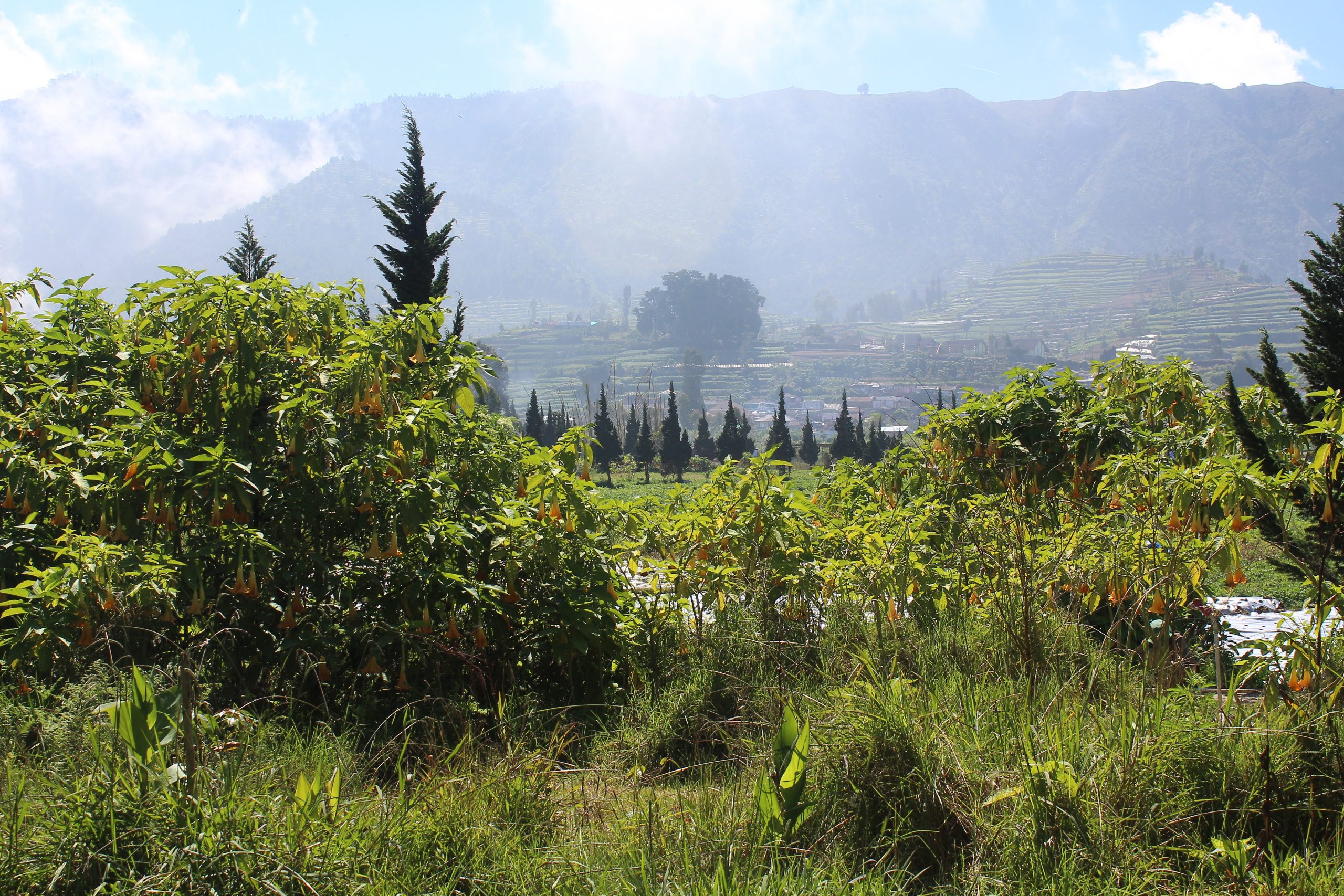 Green landscape in bright sun with mountains beyond