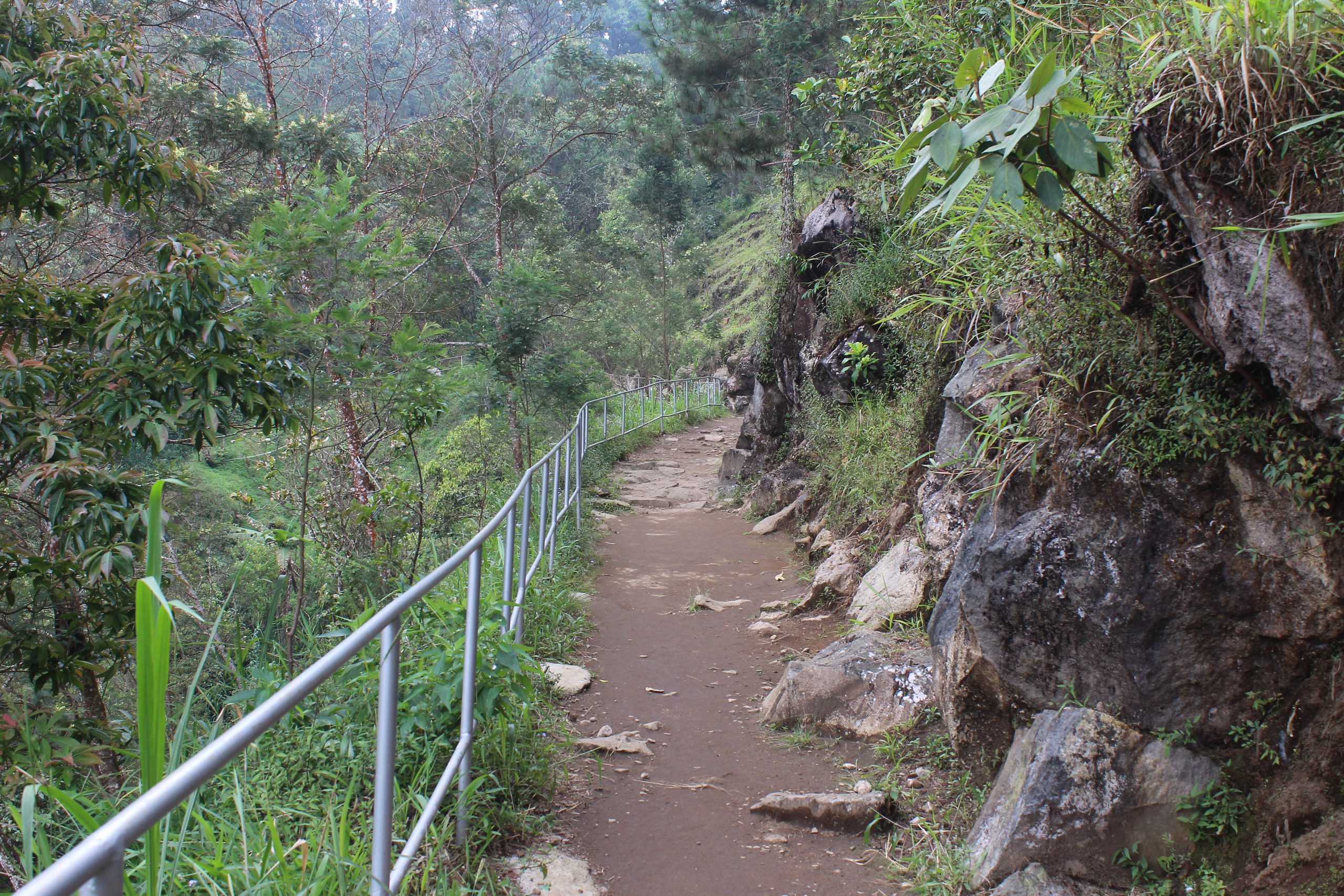 Path leading through jungle, with metal banister on one side