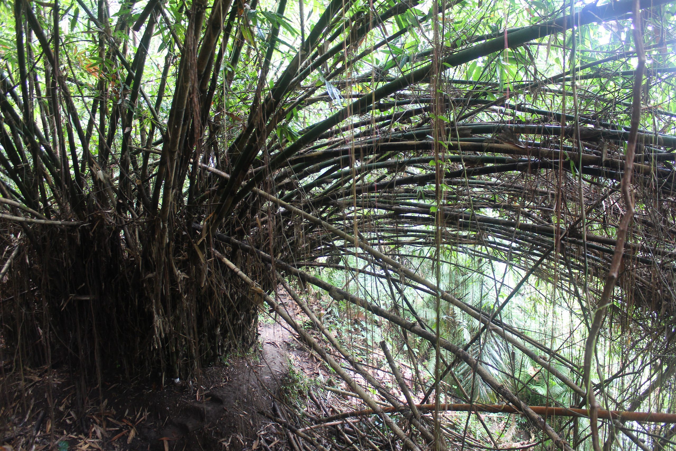 Thick jungle blocking path