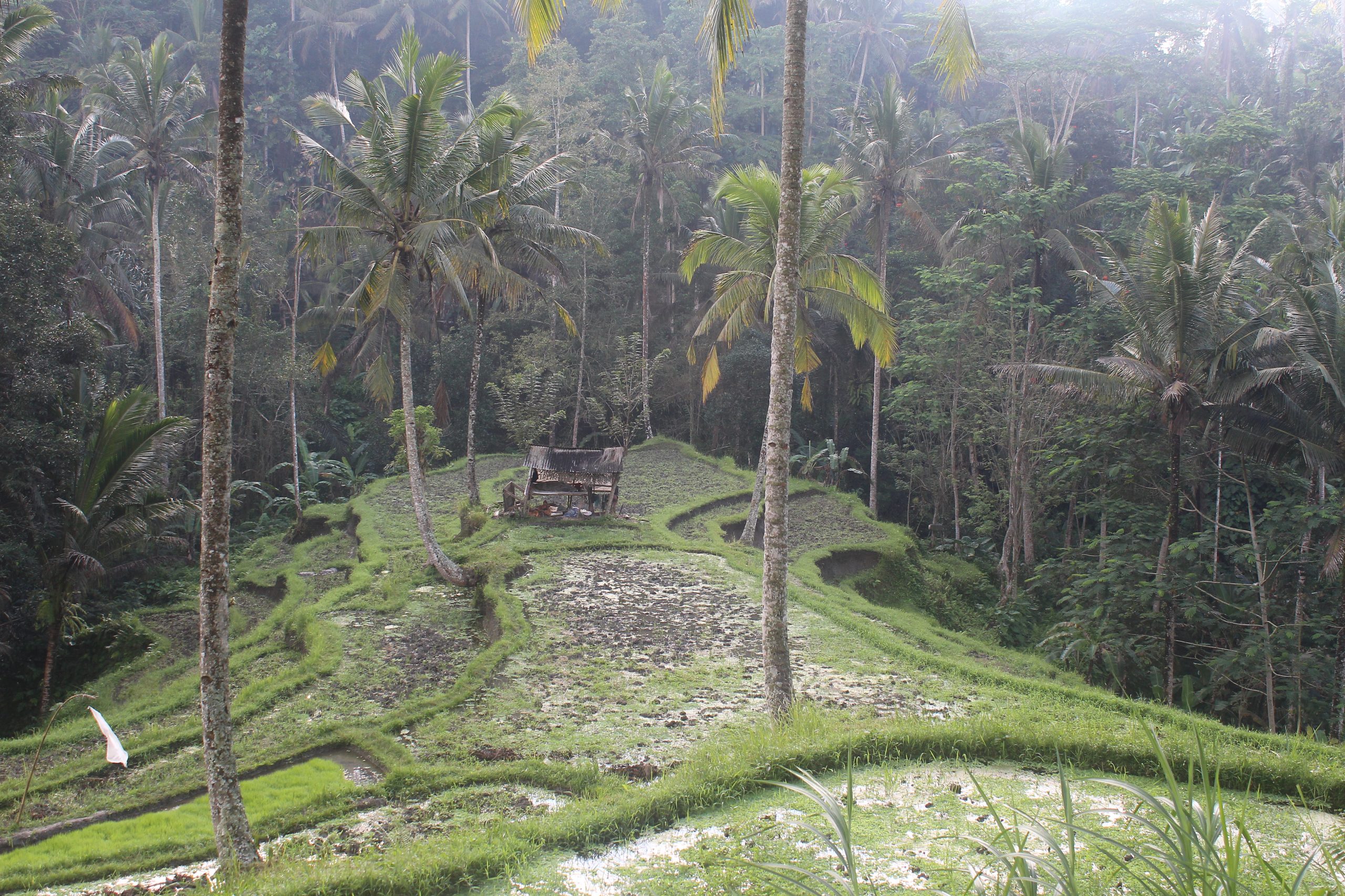 Rice fields in terraces toward jungle