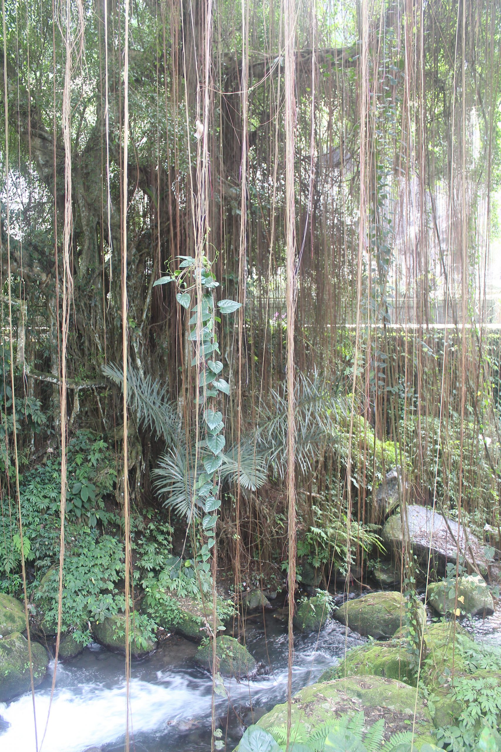 Hanging vines in front of river