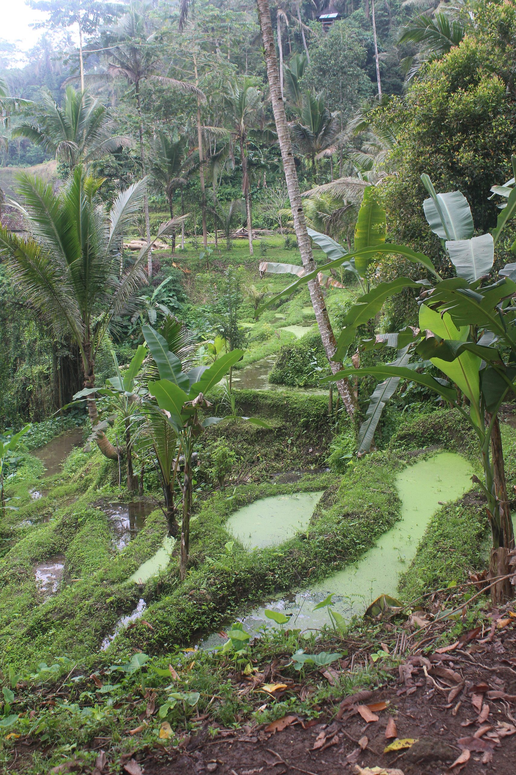 Terraced rice fields in jungle