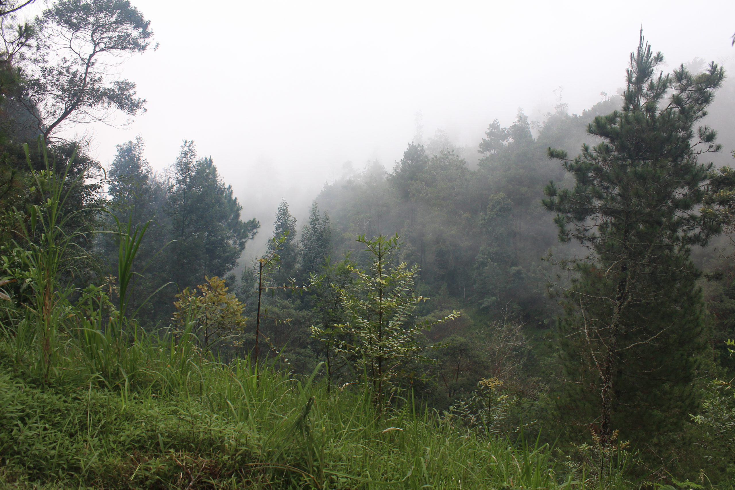 Foggy mountaintop landscape