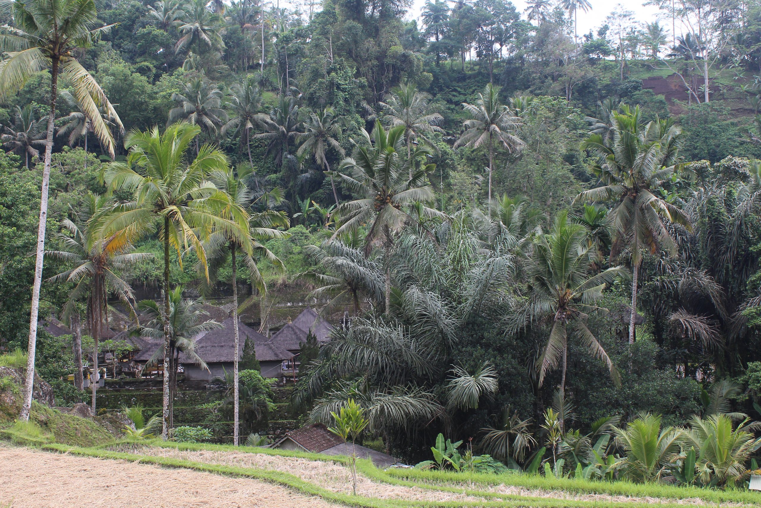 Lush green landscape seen from a hill, with temple below