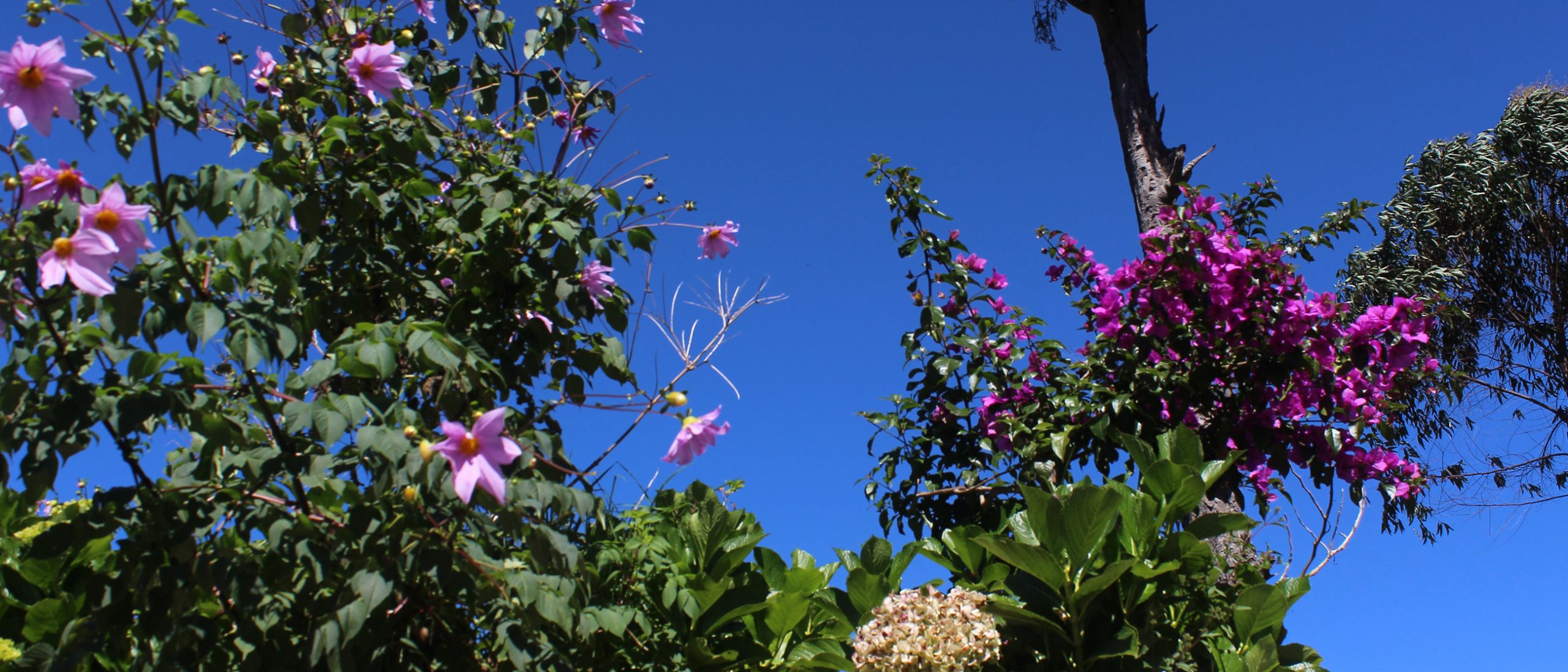 Magenta flowers against a blue sky
