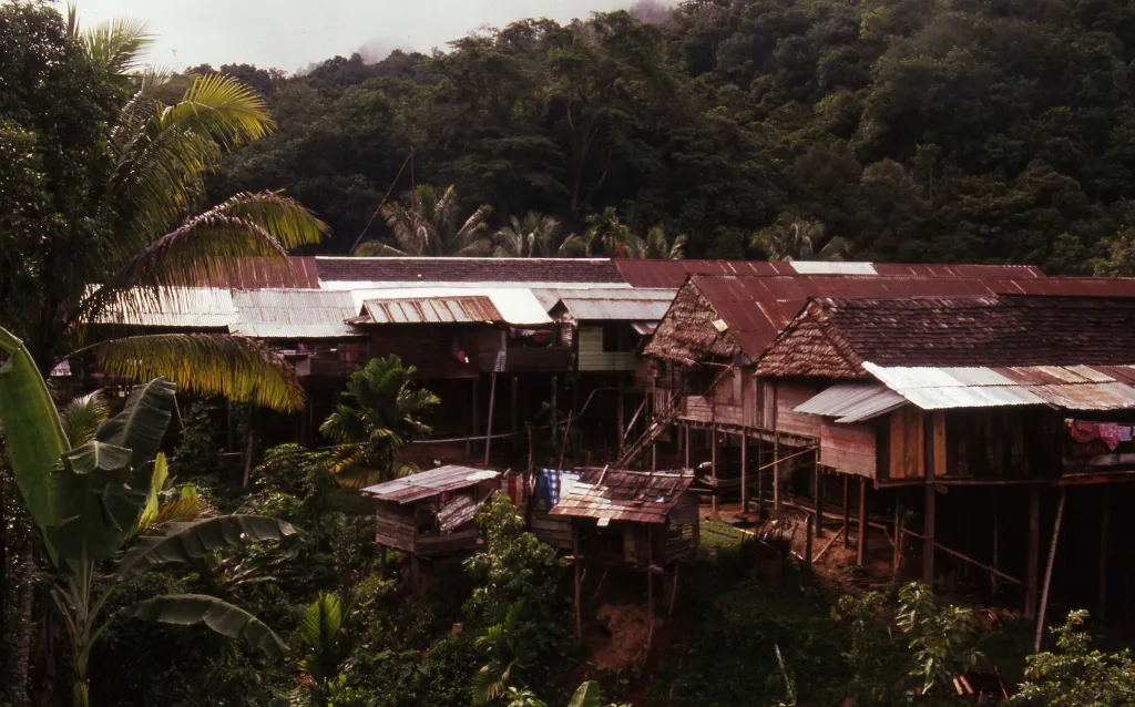 Roofs of huts and longhouses amidst tropical forest.