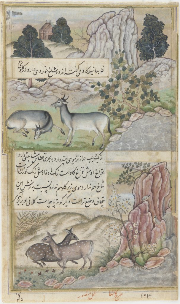 two bulls and two deer laying and running among a field and mountains