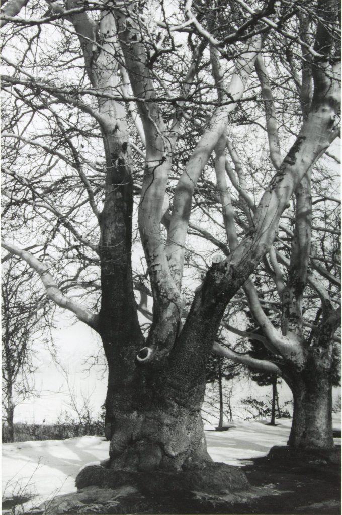 a photograph of Chinars of Istalif, Afghanistan