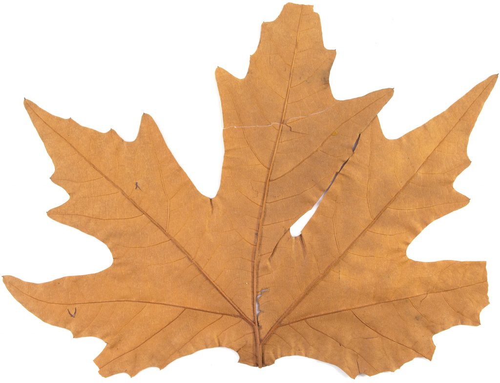 a Chinar leaf, collected in Srinagar, India