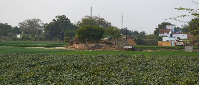 a lush green garden, buildings in the background