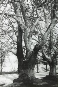 Chinar trees