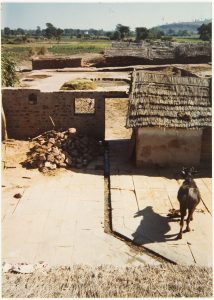 photograph of a hut with cut stone floor and a cow standing on the floor