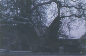 an ancient chinar tree