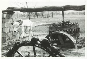 photograph of an ox pulling a wheel