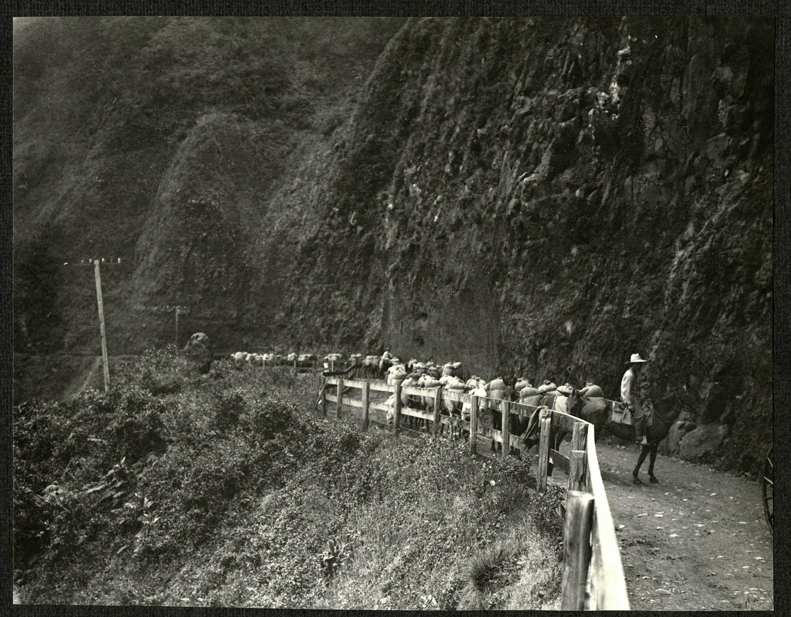 mule train along a mountain road