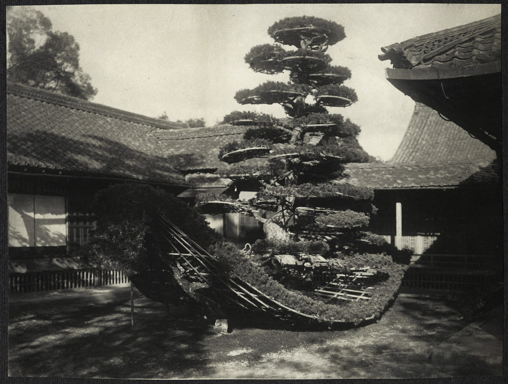 Kyoto: Pine shaped like a ship at Rokuon-ji