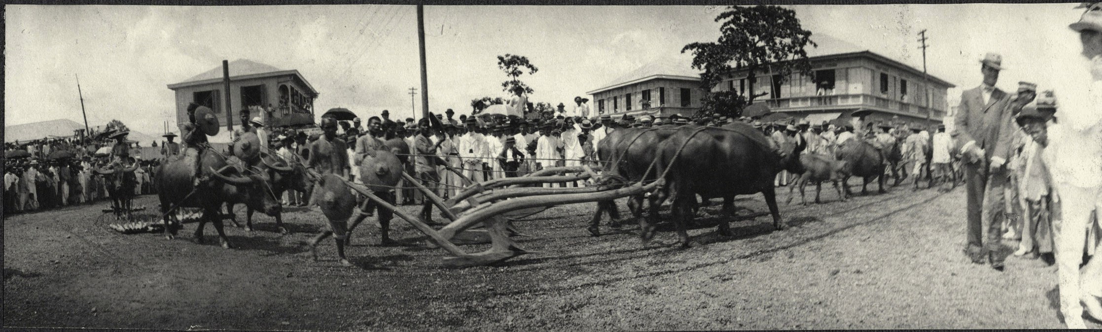 Iloilo City: Parade of farmers with oxen and plows