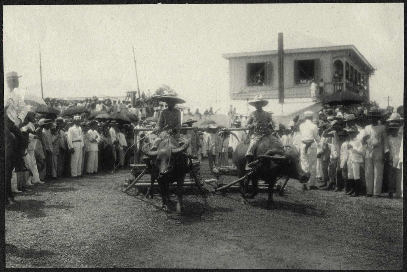 Iloilo City: Parade of oxen dragging skids