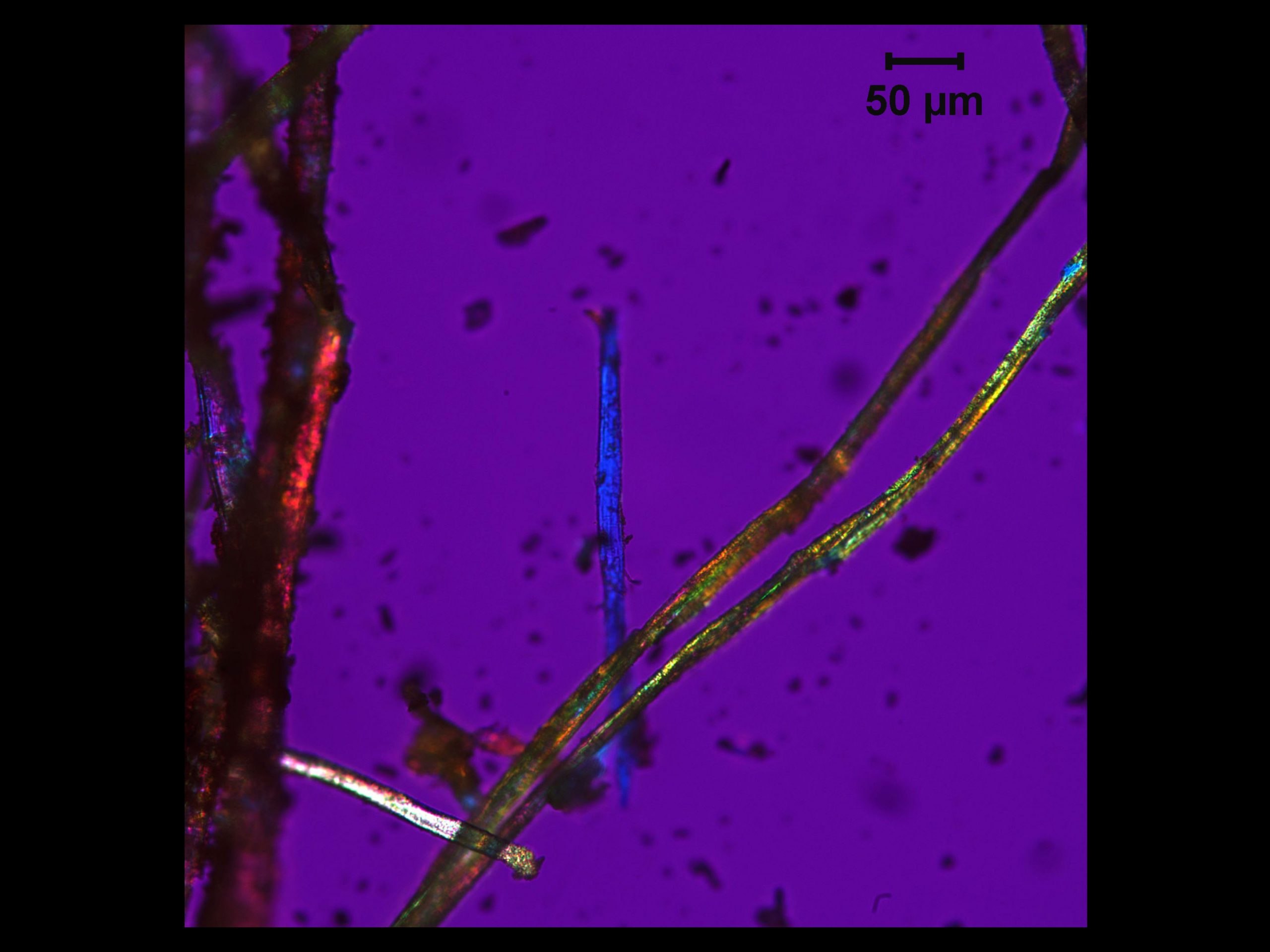 A fiber from the textile under the polarized light microscope showing its long narrow shape and bright colors.