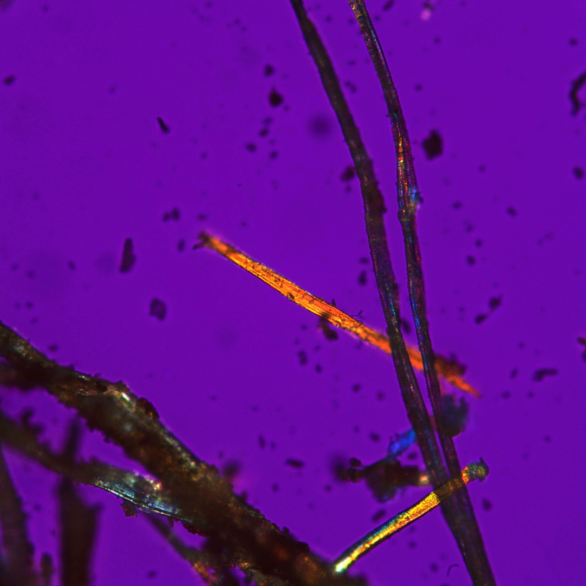 dark threads, one reddish one, on a purple background