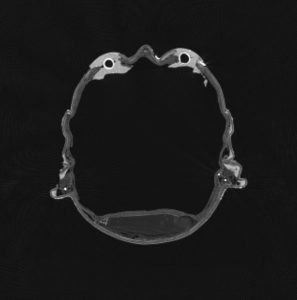 top cutaway view of a scan of the buddha head