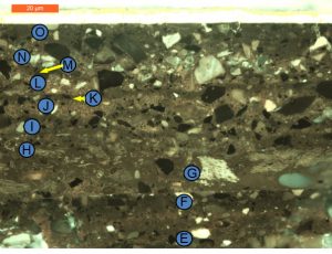 interior layers of the cross section under ultraviolet light