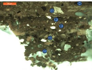 Exterior layers of the cross section under ultraviolet light