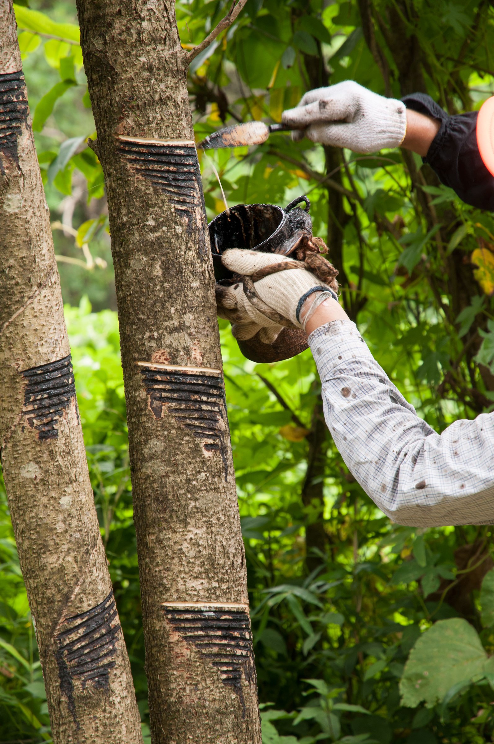 A lacquer tree is tapped for sap