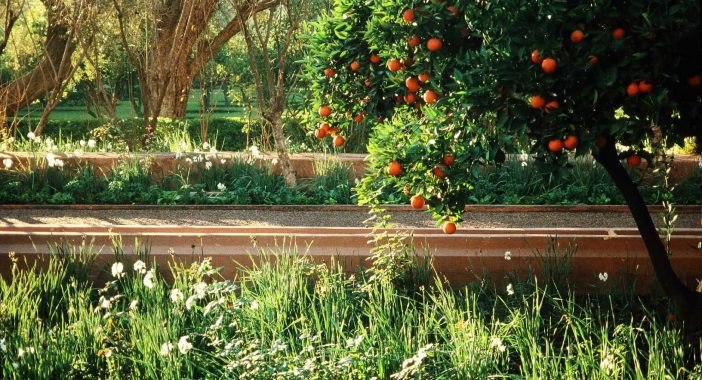 View of a lush green garden filled with grasses, white flowers, and a persimmon tree, through which a path runs horizontally through the photograph.