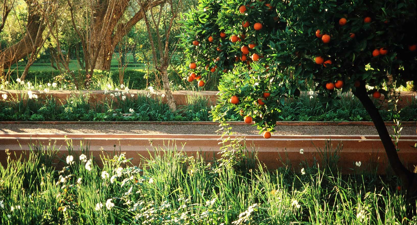 View of a lush green garden filled with grasses, white flowers, and a persimmon tree, through which a path runs horizontally through the photograph.